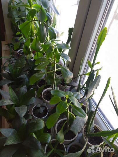 Комнатные растения