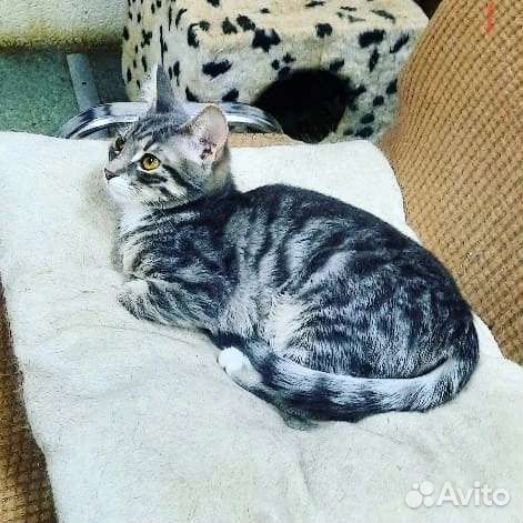 Кошки в добрые руки бесплатно