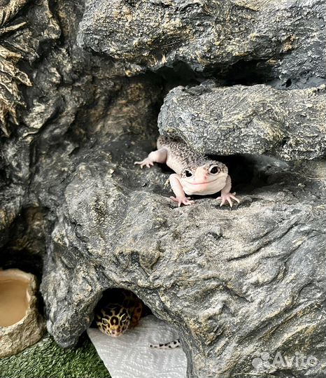 Геккон эублефар