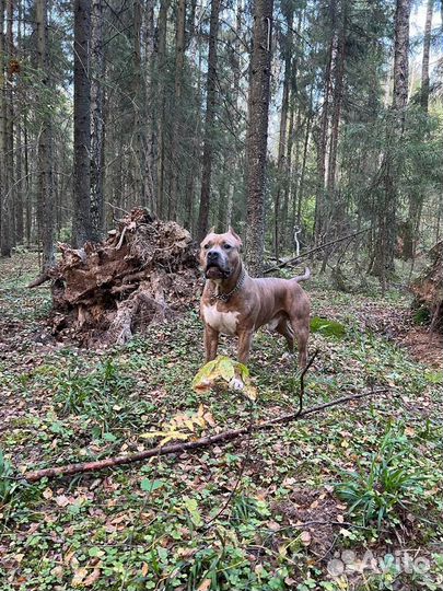 Вязка американский стаффордширский терьер