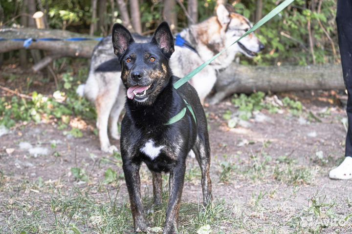 Собака в добрые руки отдам бесплатно