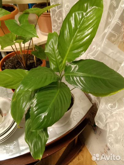 Спатифиллум