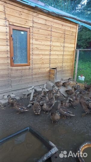 Утки подсадные