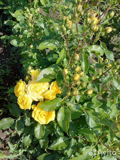 Саженцы роз