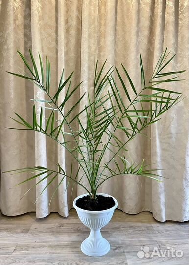 Финиковая пальма