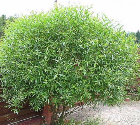 Сахалинский горец, Рейнутрия (бамбук), ива шар