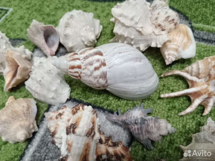 Морские ракушки раковины