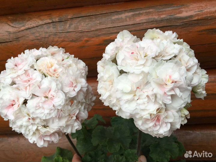 Пеларгонии сортовые