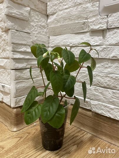 Фуксия растения