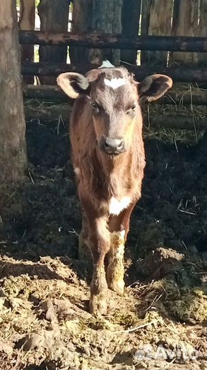 Корова дойная с теленком