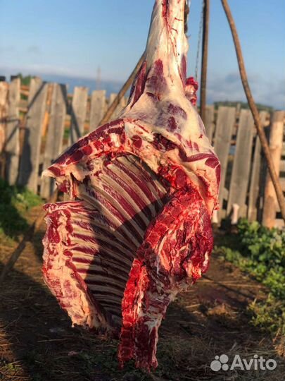 Мясо Конина(халяль) молоко козье