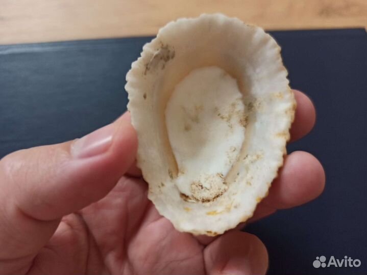 Морская раковина