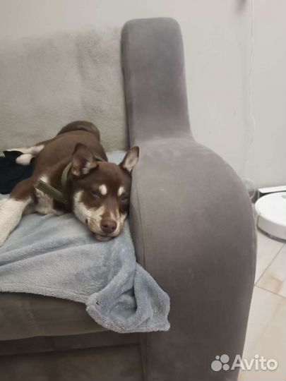 Сибирский хаски