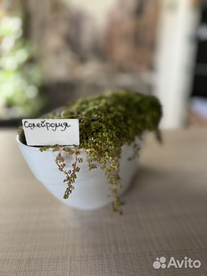 Горшечные растения