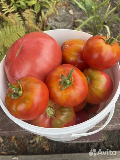 Овощи с куста. Кабачки, помидоры, огурцы