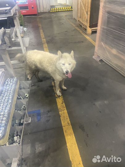 Найдена собака хаска