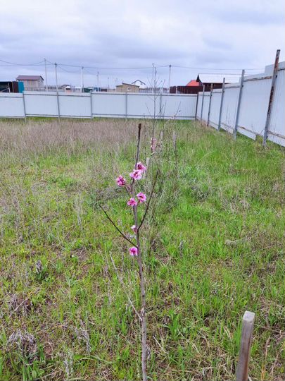 Участок 6 сот. (СНТ, ДНП)