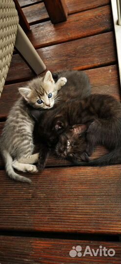 Котенок девочка 1.5 мес