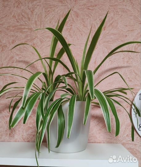 Комнатные цветы