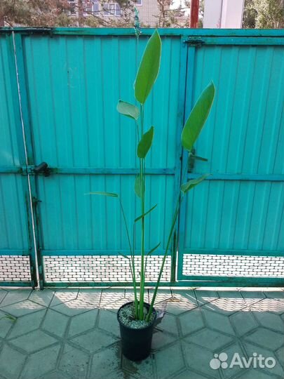 Растения для пруда