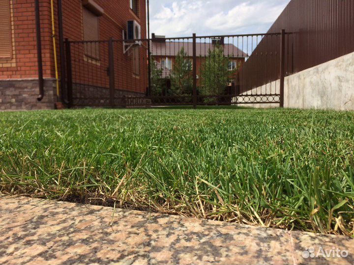 Рулонный газон