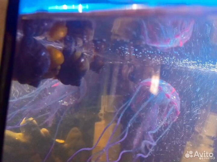 Улитки аквариумные ампулярии