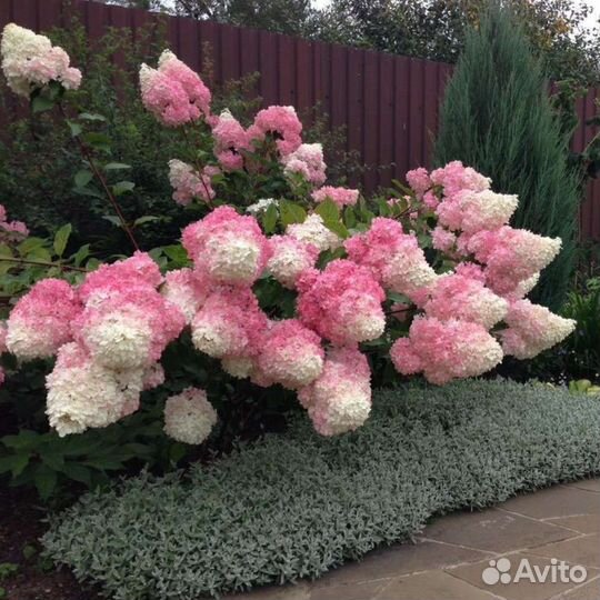 Гортензия метельчатая, роза