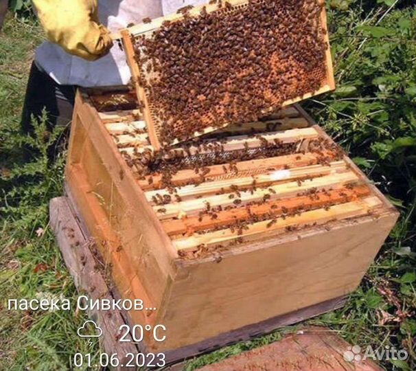 Мёд натуральный