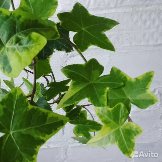 Плющ. Хедера. Комнатные цветы