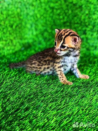 Алк кoтята для разведения и дома.зима 23.г