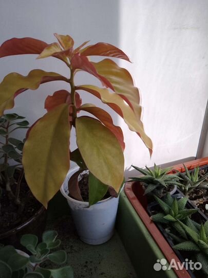 Кактусы - разные виды