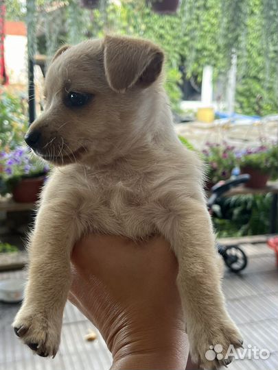 Щенок в добрые руки бесплатно маленькой породы