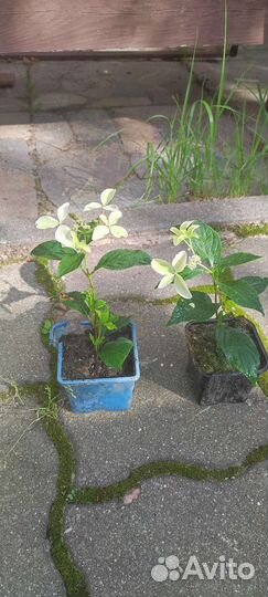 Гортензия метельчатая Magical Starlight