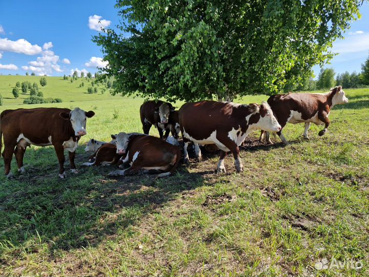 Ферма(1000га)собственник