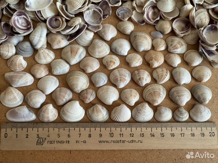 Морские ракушки мелкие 700+