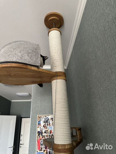 Когтеточка Catsby Family tree