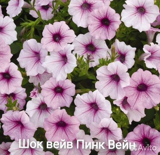 Тайдал Ампельная петуния