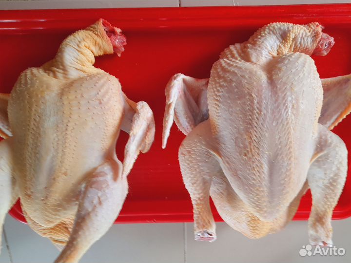 Мясо домашнего бройлера