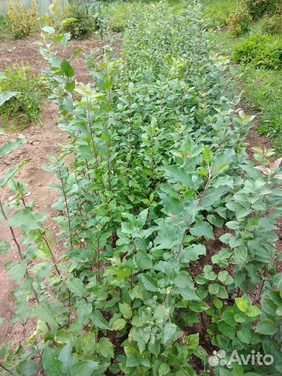 Продажа Саженцов