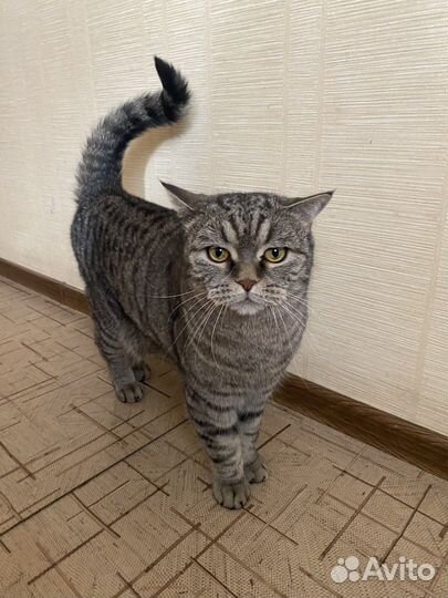 Шотландский кот