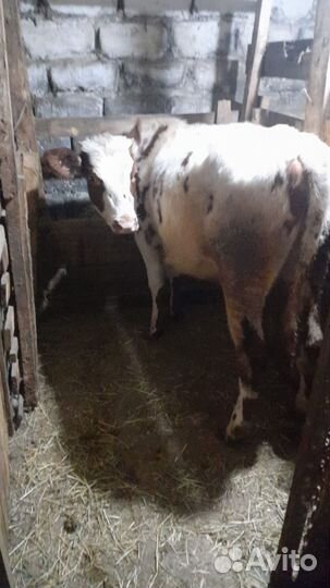 Бычек и телка