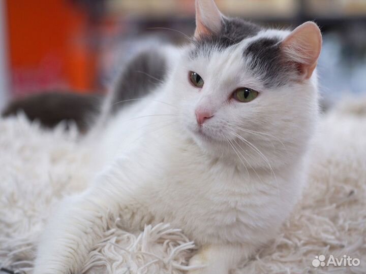 Замечательная кошечка Лима в добрые руки