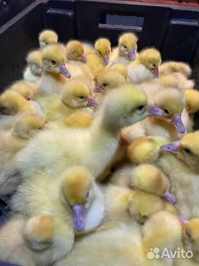 Гусята суточные