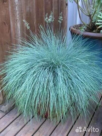Овсяница сизая фестука вечнозеленая
