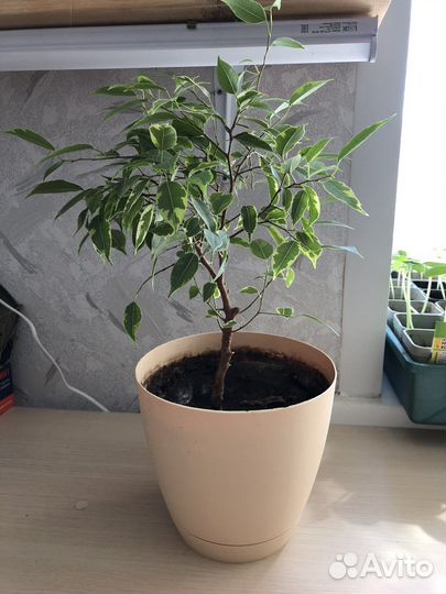 Фикус бенджамина