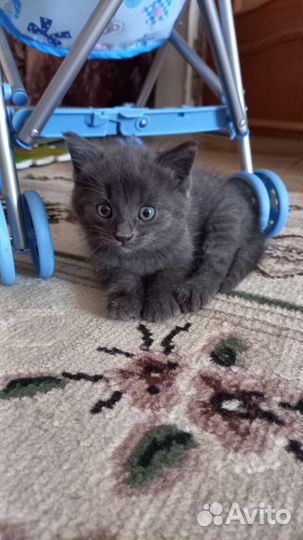 Кошка в дар бесплатно