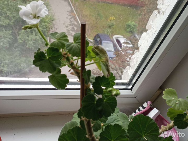 Пеларгония герань