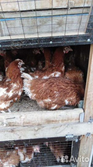 Куры несушки