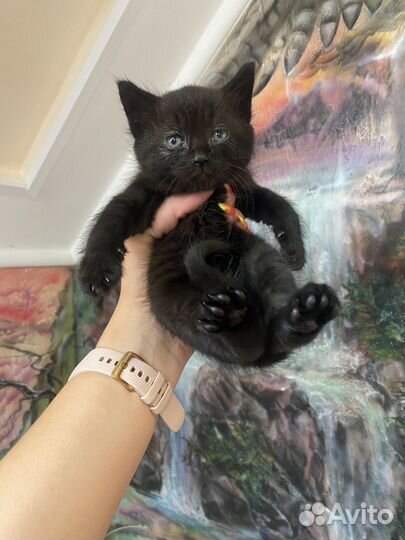 Котенок черный девочка