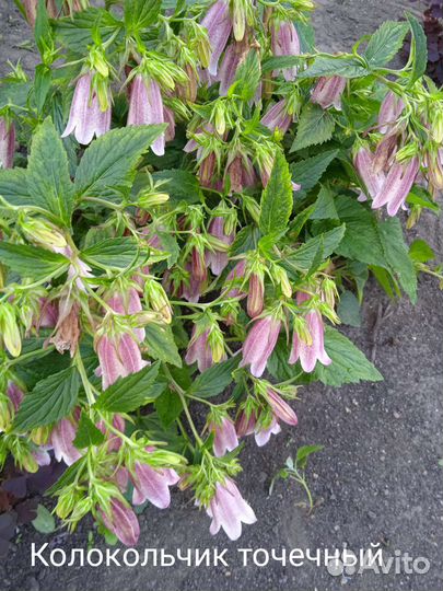 Многолетние цветы